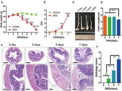 Bone Morphogenetic Protein 4 Alleviates DSS-Induced Ulcerative Colitis Through Activating Intestinal Stem Cell by Target ID3